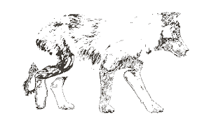 Check spelling or type a new query. Wolves Gif Explore Tumblr Posts And Blogs Tumgir