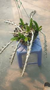 Image result for Bolusiella iridifolia