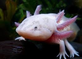 Axolotl Wallpapers Hd Newt Animal Axolotl Weird Animals