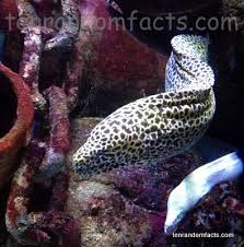Laced Moray Ten Random Facts