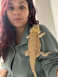 Bearded dragon's tail growth concerns