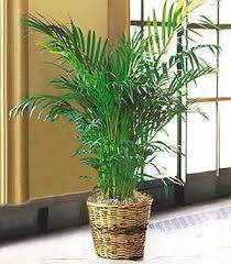 Hasil gambar untuk apa itu Areca Palm