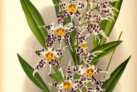 Image result for Bulbophyllum encephalodes