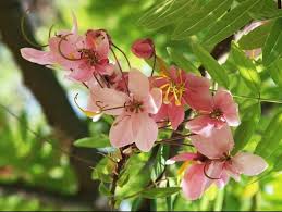 Image result for Cassia javanica