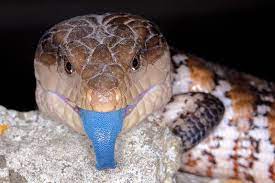 Blue Tongue Skink By Mimi Ditchie Blue Tongue Skink Weird Animals Reptiles And Amphibians