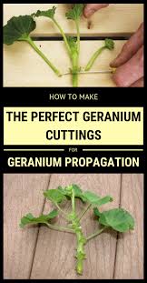 How To Make The Perfect Geranium Cuttings For Geranium Propagation 101gardentips Com Growing Geraniums Geraniums Geraniums Garden