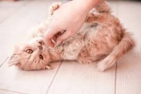 Cats were given time to get used to the experimenter and video recorder before the experiment started. Can Cats Be Ticklish Behaviors Body Language More Faqcats Com