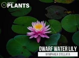 Image result for Nymphaea maculata
