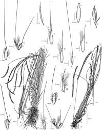 Image result for Ctenium newtonii