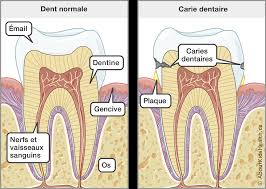 Dentition Hygiene Dentaire Chez Les Enfants