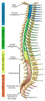 Each typical vertebra consists of a body, an arch and three processes that stem from. Patient Education Spine Diagrams New York Back Doctor