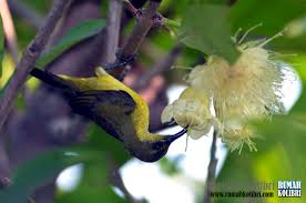 Manfaat gula untuk ayam yang dimaksud adalah air gula jawa atau gula merah yang diberikan pada ayam untuk diminum. Makanan Terbaik Untuk Burung Kolibri Rumah Kolibri