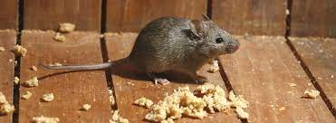 Nelkenöl riecht für hausmäuse nicht nur so unangenehm, dass sie freiwillig die flucht ergreifen, sondern überdeckt außerdem deren eigengeruch. Maus Im Haus Welche Anzeichen Deuten Auf Mause Rentokil