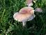 Mushroom Clusters In Yard