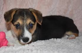 They bring joy to their new owners and onlookers simply by their aesthetic. Teacup Welsh Corgi Puppies For Sale Usa Uk Canada Australia
