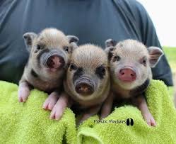 Pet Pig Names Click Visit Link Above To Read More Petpignames Petpigsmall Pet Pigs Pig Mini Teacup Pigs