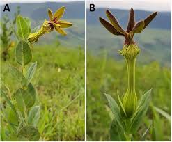 Image result for Ceropegia achtenii