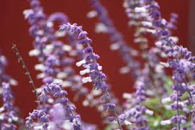 Maybe you would like to learn more about one of these? Plant Mexican Bush Sage Vivero Growers Nursery Austin Wholesale And Retail Nursery