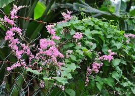 Antigonon Leptopus Commonly Known As Mexican Creeper Chain Of Love Cadena De Amor Vine Or San Miguelito Vine Native To Flower Garden White Flowers Flowers