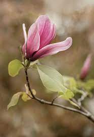 Magnolia Photograph Light Pink Mangolia Flower By Jaroslaw Blaminsky In 2021 Flowers Photography Flower Photos Flower Art