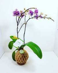 Kokedama Anggrek Tanaman Hias Memposting Di Instagram Kokedama Anggrek Bulan Mini Koleksi Thanks Mbak Yun Espana Atas Ordernya Glass Vase Vase Plants