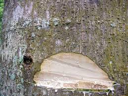 Image result for Antiaris