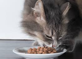 low blood sugar in cats