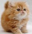 Pre-Loved Persian Kittens For Sale Doll Face Persian ...