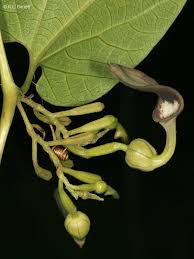 Image result for Aristolochia triactina