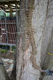 They also attack sycamores, bur oaks, azaleas, pyracanthas and a host of other trees and shrubs. Is Roundup Safe To Use Or Not Mike S Backyard Nursery