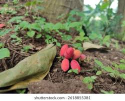 Image result for Gnetaceae