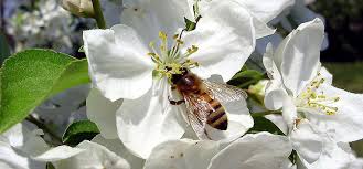 We did not find results for: Apple Pollination Groups Choosing Compatible Trees