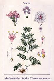 Image result for Valerianaceae