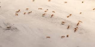 Organic pest control for sugar ants. How To Get Rid Of Ants Types Of Ants In Florida