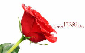 Happy Rose Day Pics Flowers Free Download Rose Day Pic Rose Day Shayari