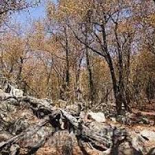 Image result for Androstachys