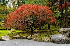 How To Create A Backyard Japanese Zen Garden Wikilawn