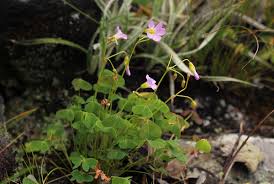 Image result for Oxalis semiloba