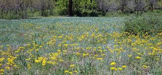 Image result for Senecio viminalis