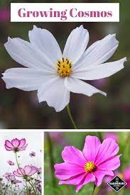 How To Grow Cosmos Gardening Channel Flower Garden Summer Flower Arrangements Gardening Tips