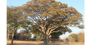 Image result for Brachystegia boehmii