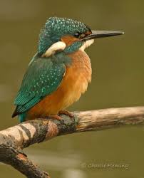 A Baby Kingfisher On The Brook