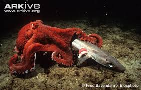 A giant sea monster, the likes of the mythological kraken, may have swum earth's ancient oceans, snagging what was thought to be the sea's top. Real Real Life Kraken Real Real Life Octopus Novocom Top