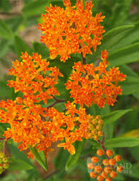 Check spelling or type a new query. Perennial Butterfly Garden Collection Holland Bulb Farms 77330