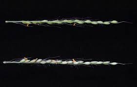 Image result for Setaria homonyma