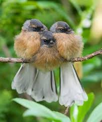 Birds Outside My Window Meaning I Wish I Knew What Kind Of Birds These Are They Are Just Too Cute Animals Beautiful Beautiful Birds Birds
