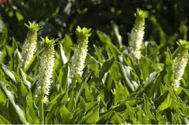 Image result for Eucomis autumnalis