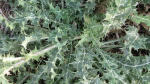 Segui la video ricetta, spiegazione dettagliata, lista ingredienti, materiale occorrente, proprietà nutrizionali, foto e tanto altro. Cardo Mariano In Cucina Idee Green