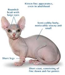 The minskin is a breed of cat derived from crossing the munchkin with the sphynx. 14 Minskin Cat Ideas Cat Breeds Cats Hairless Cat