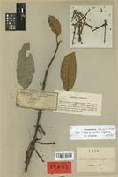 Image result for Phragmanthera polycrypta